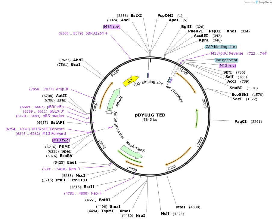 154298-plasmid-map-sequence-id-307552