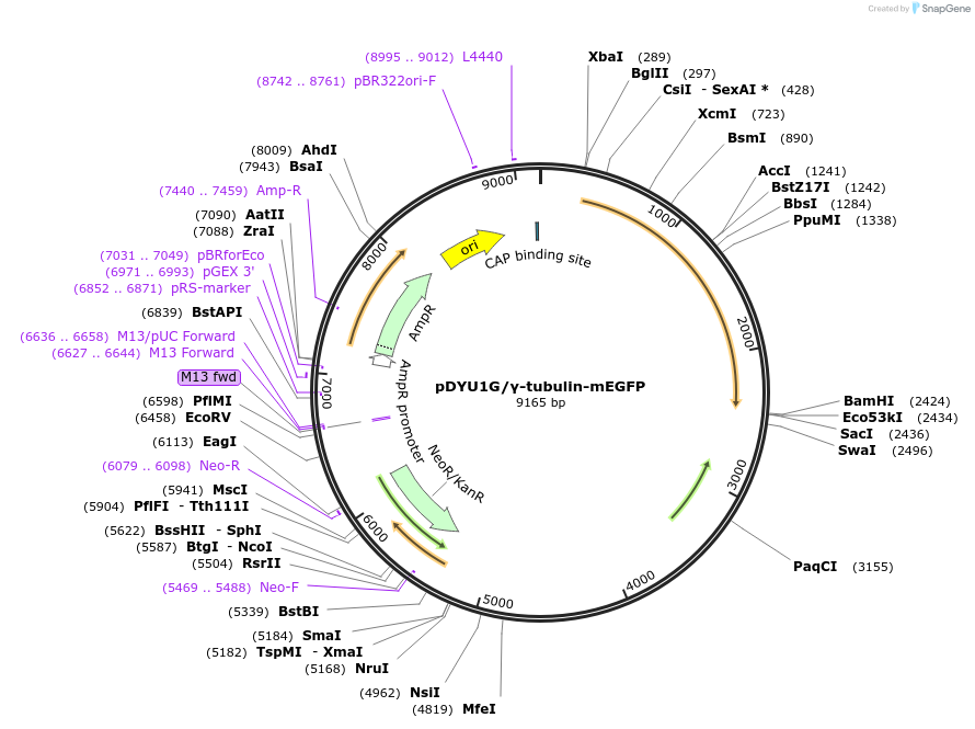 154301-plasmid-map-sequence-id-307554
