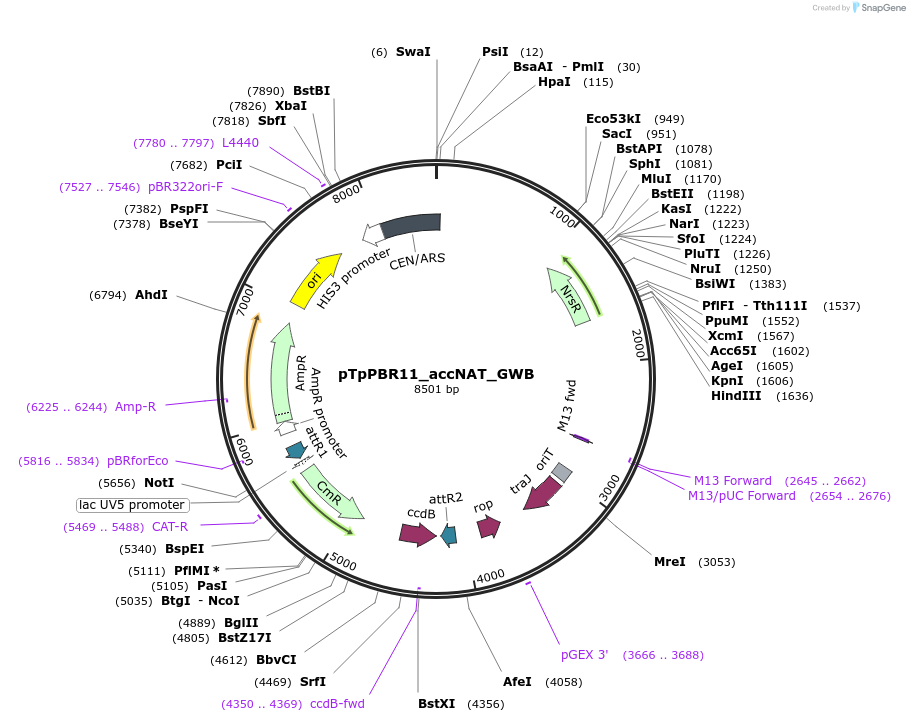 154033-plasmid-map-sequence-id-307556