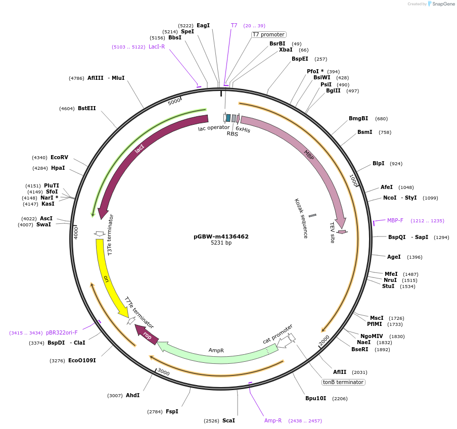 149533-plasmid-map-sequence-id-307560