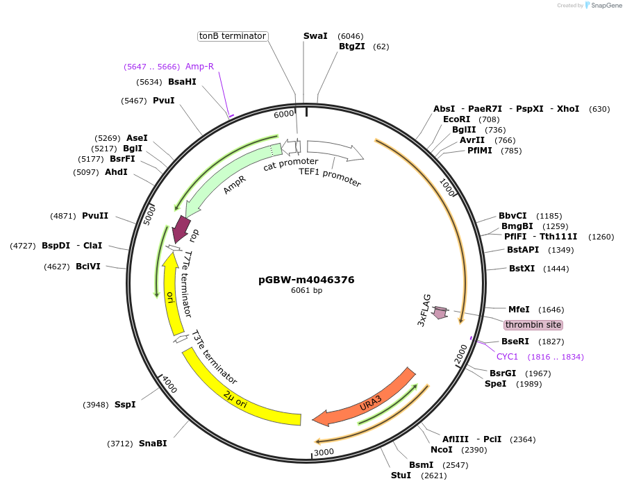 145481-plasmid-map-sequence-id-307563