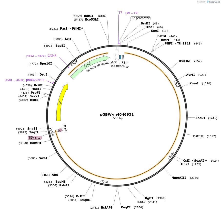 145706-plasmid-map-sequence-id-307566