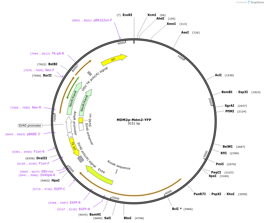 53962-plasmid-map-sequence-id-307568