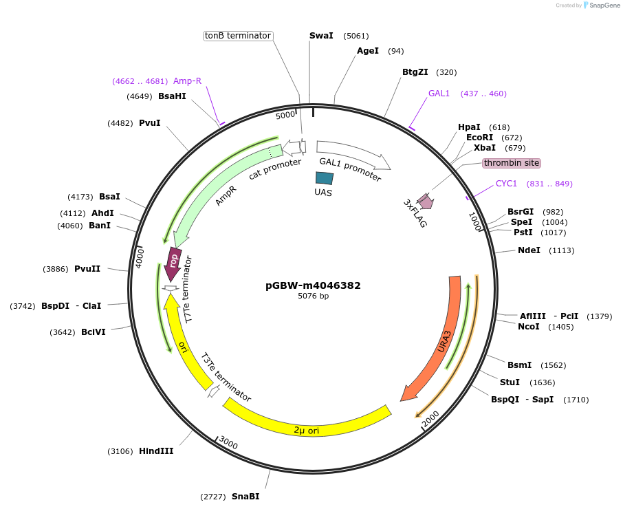 145570-plasmid-map-sequence-id-307569