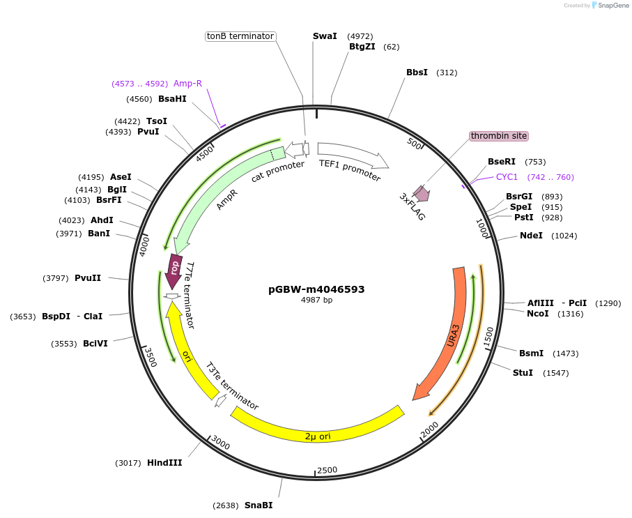 145539-plasmid-map-sequence-id-307570