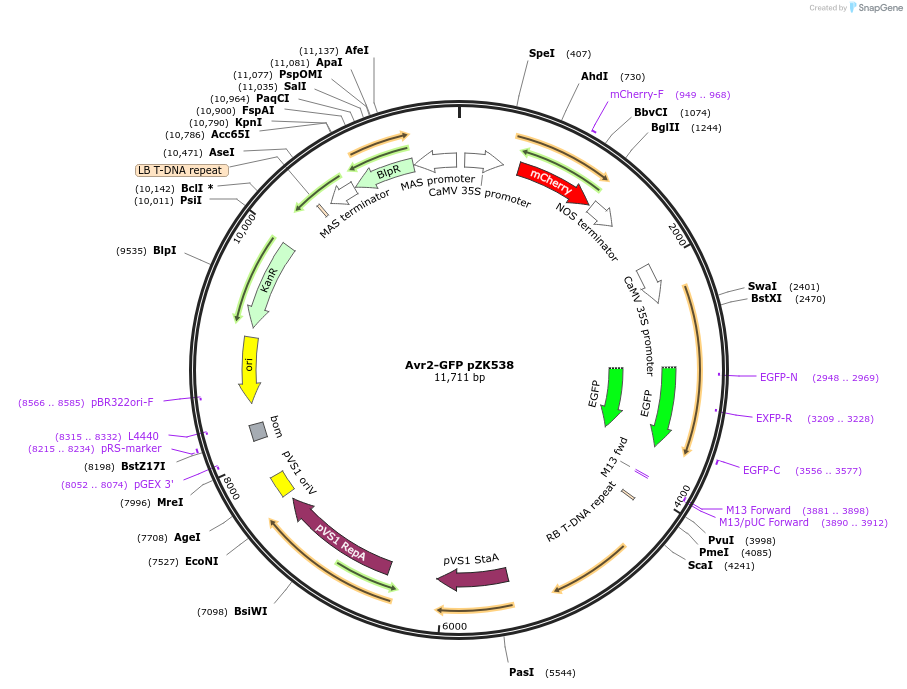 118011-plasmid-map-sequence-id-307579