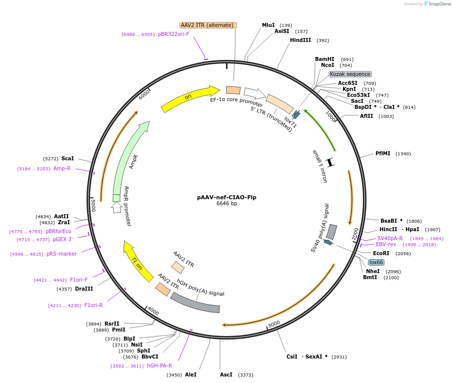 149294-plasmid-map-sequence-id-307589