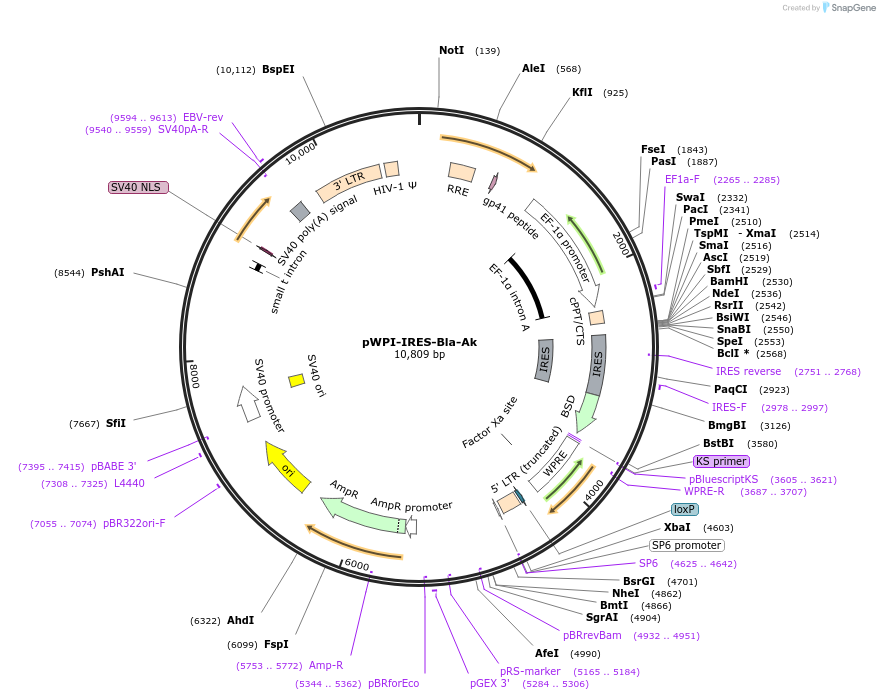 154980-plasmid-map-sequence-id-307592