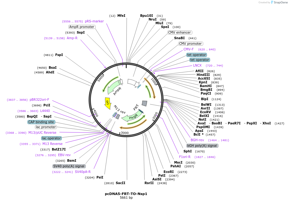 157679-plasmid-map-sequence-id-307608