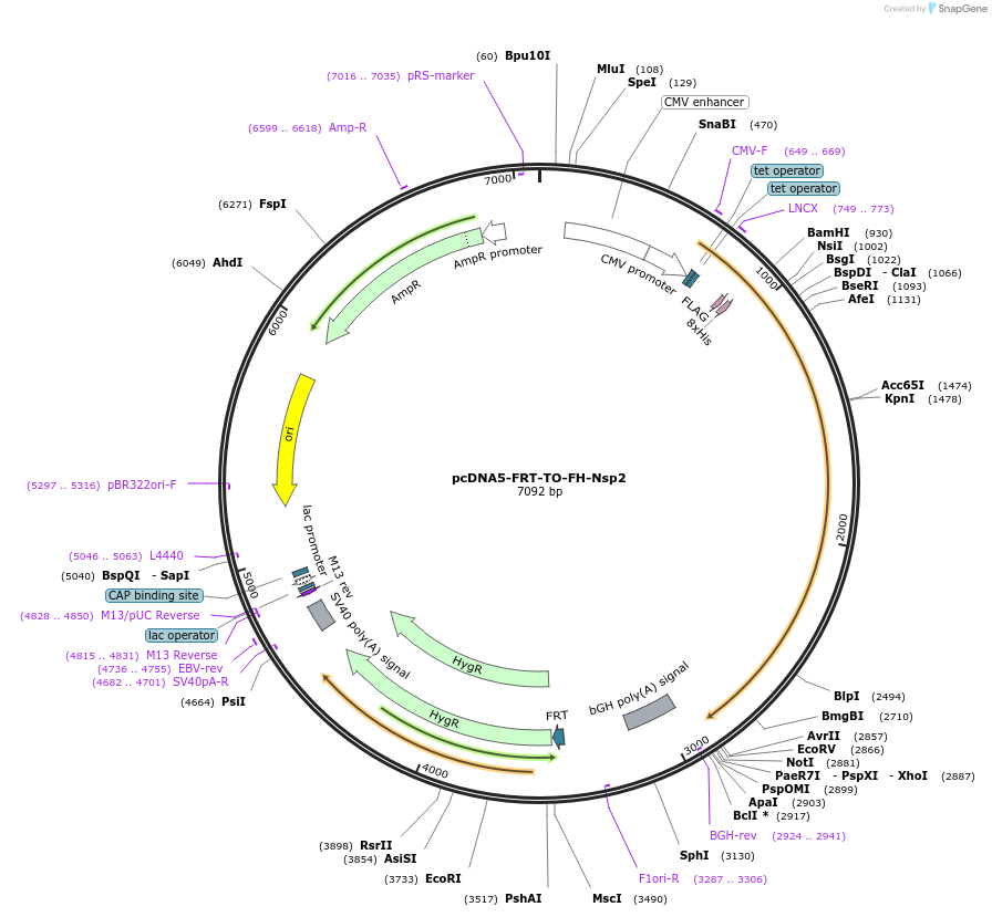 157683-plasmid-map-sequence-id-307615