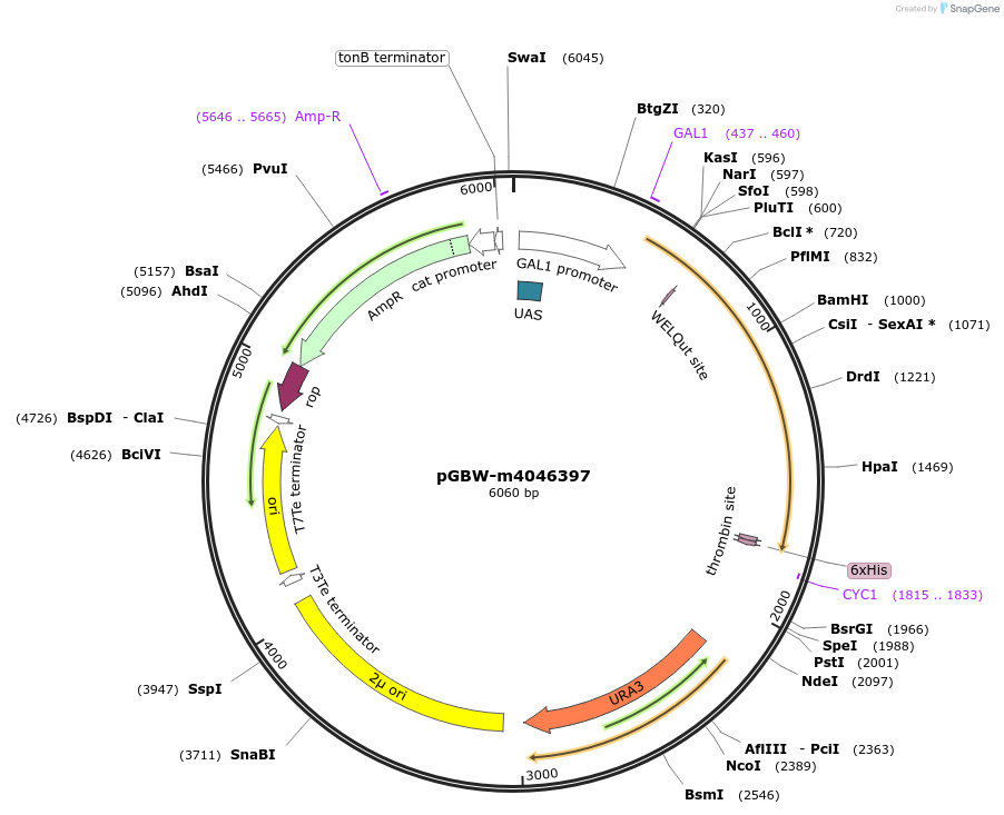 145479-plasmid-map-sequence-id-307618