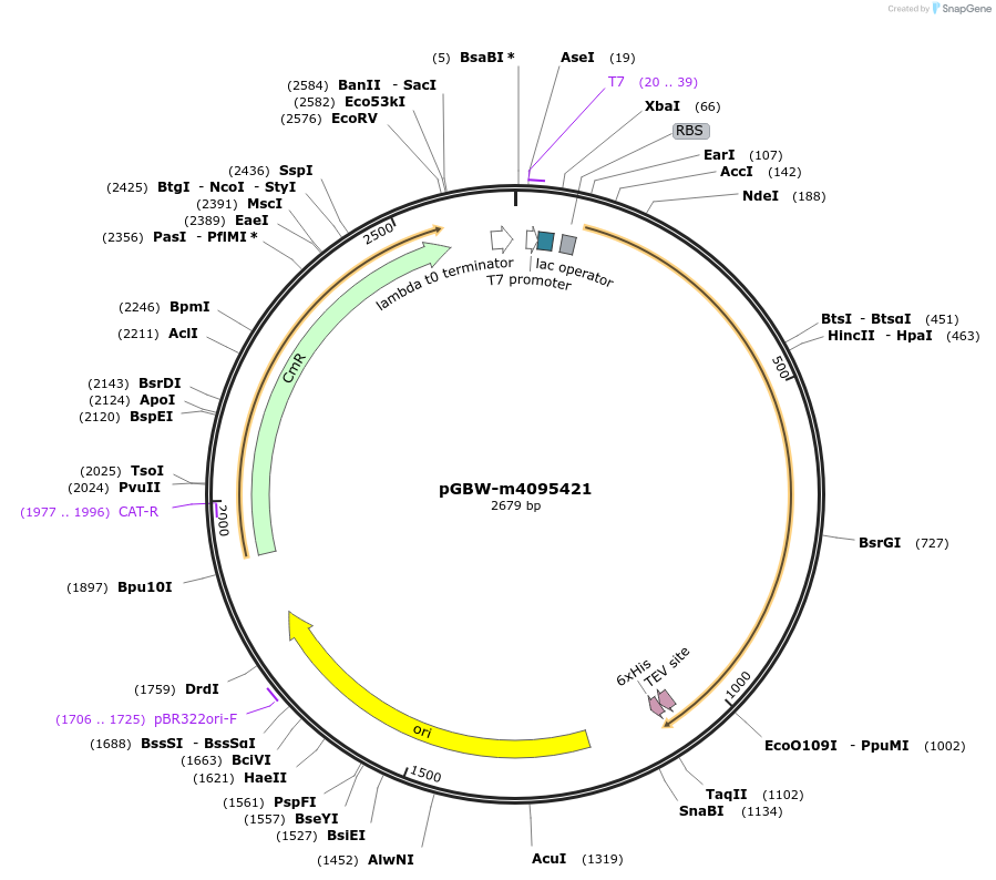149524-plasmid-map-sequence-id-307625