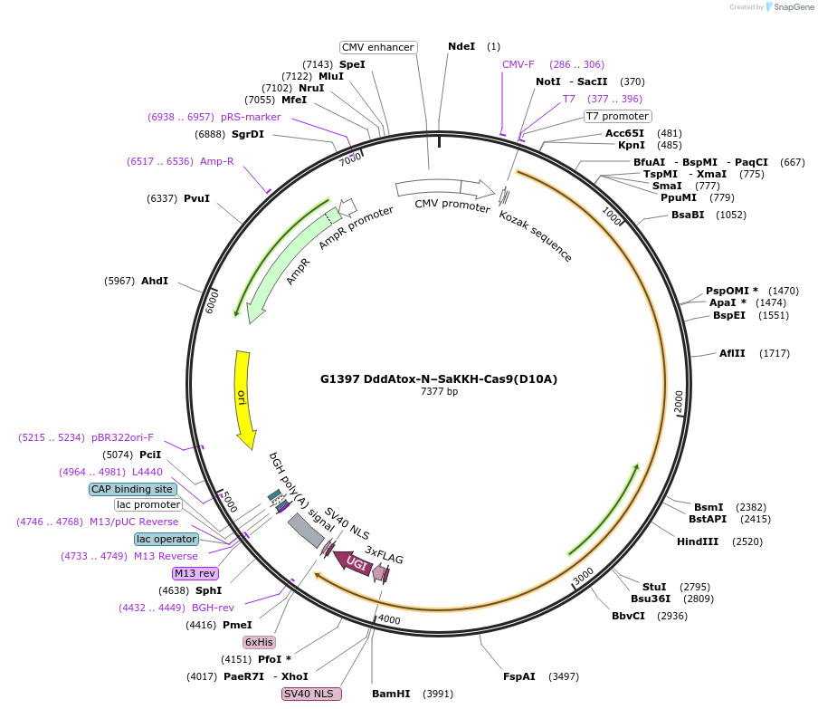 157839-plasmid-map-sequence-id-307635