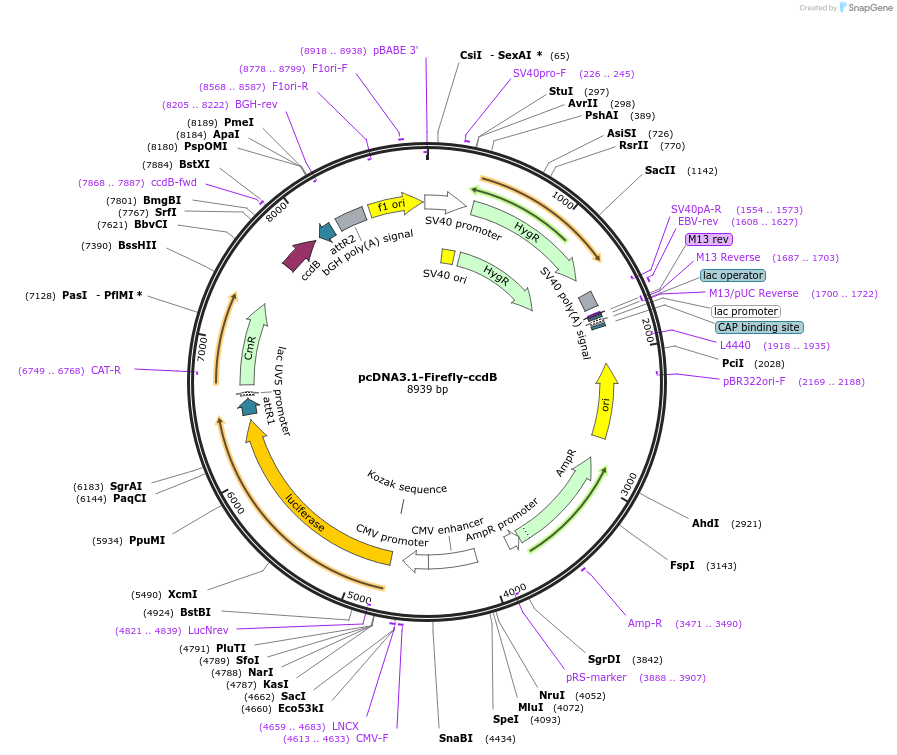 87069-plasmid-map-sequence-id-307652