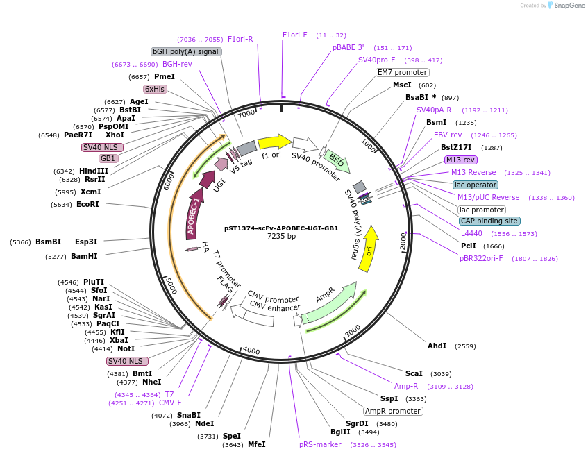 113029-plasmid-map-sequence-id-307654