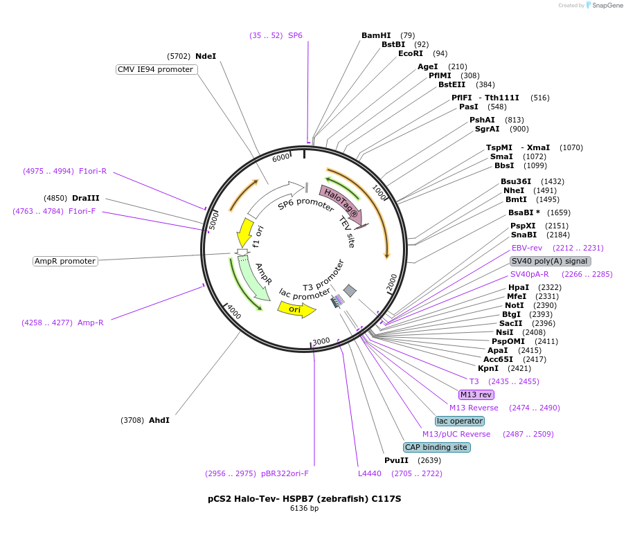 108915-plasmid-map-sequence-id-307698