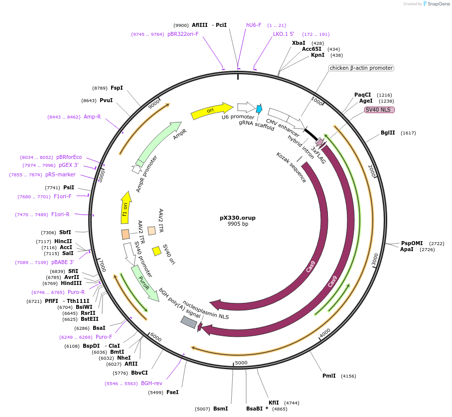110404-plasmid-map-sequence-id-307700