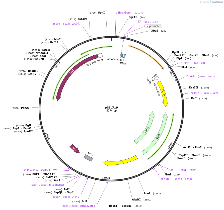 140389-plasmid-map-sequence-id-307701