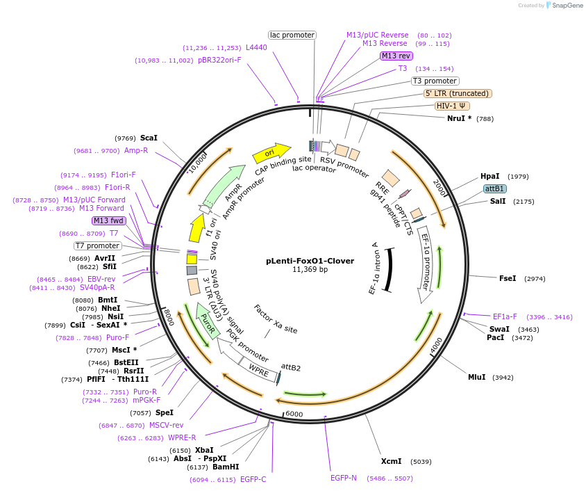 67759-plasmid-map-sequence-id-307722