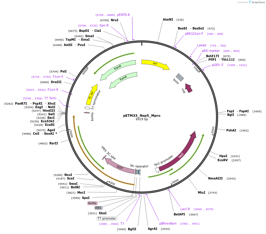 156475-plasmid-map-sequence-id-307727