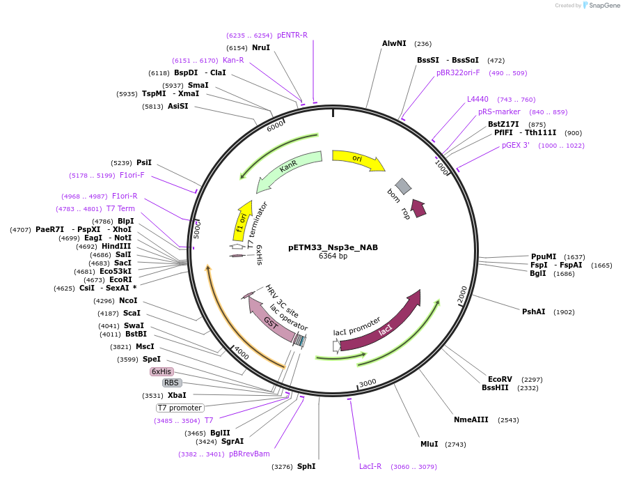 156473-plasmid-map-sequence-id-307728