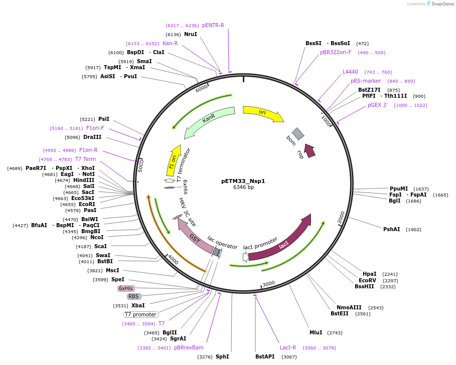 156465-plasmid-map-sequence-id-307729