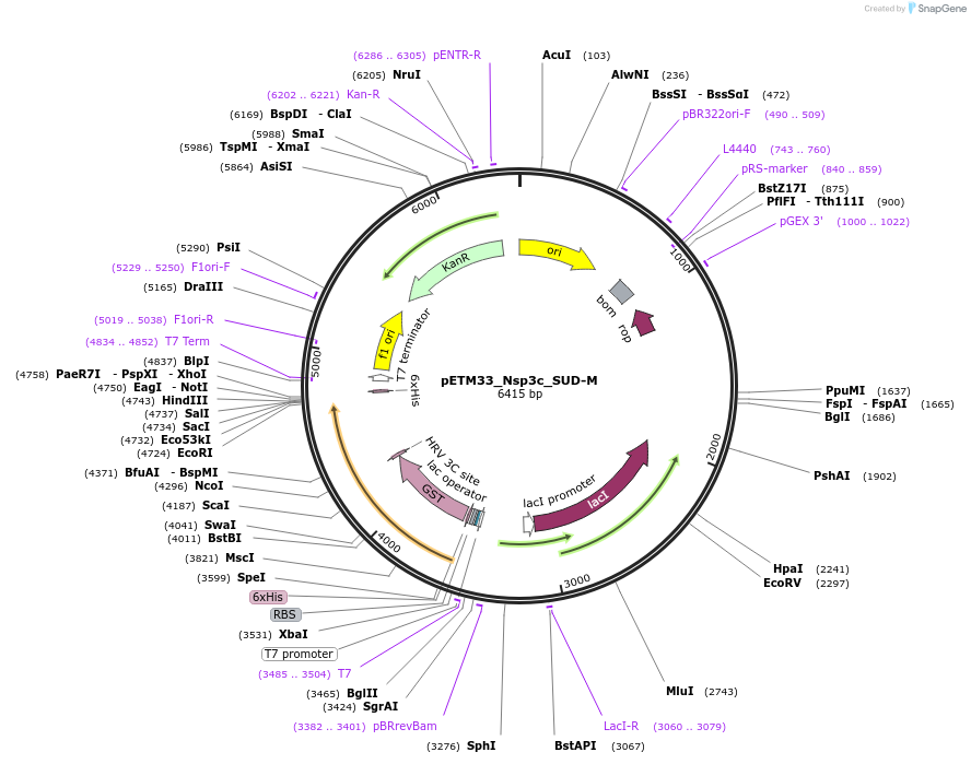 156470-plasmid-map-sequence-id-307730