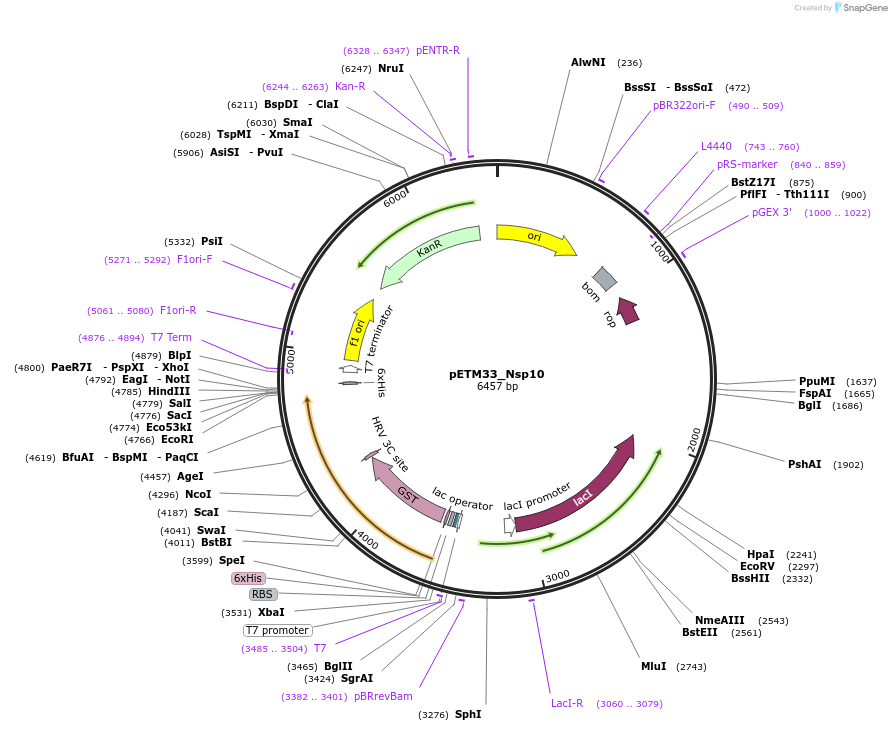 156479-plasmid-map-sequence-id-307731