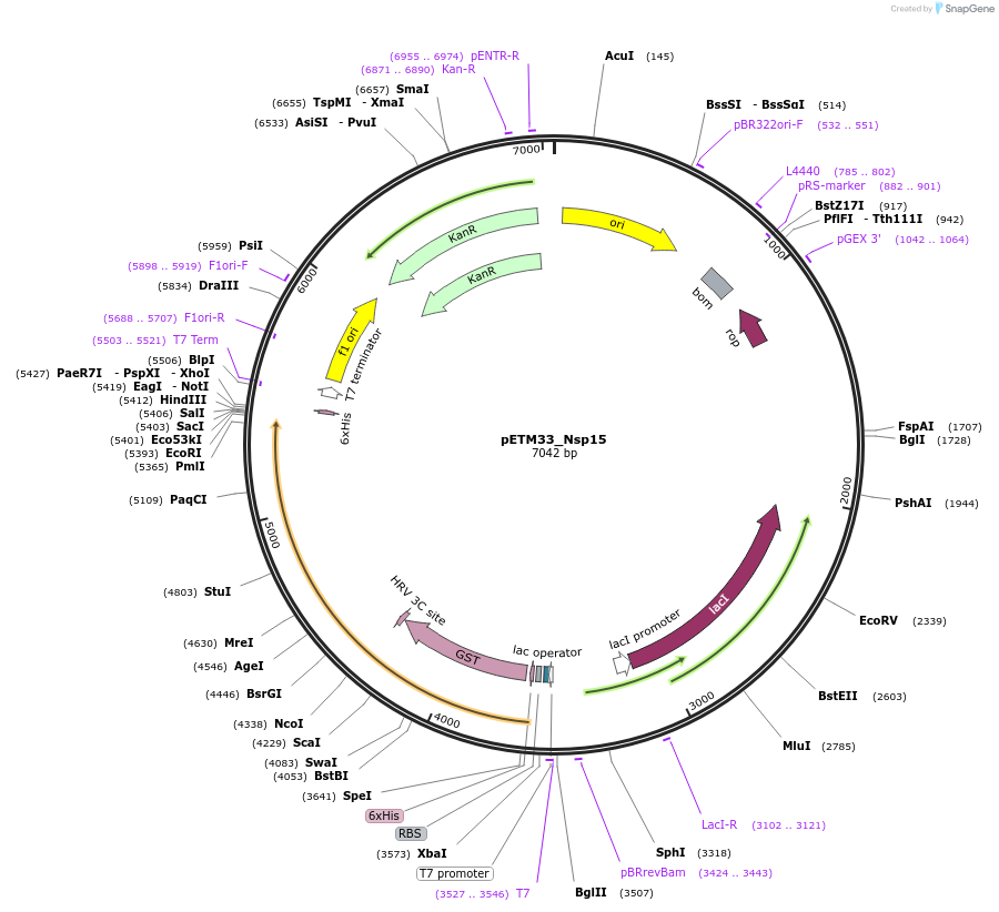 156481-plasmid-map-sequence-id-307733