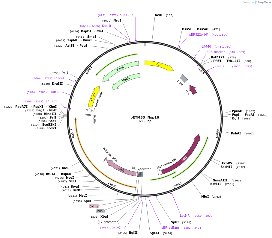 156482-plasmid-map-sequence-id-307736