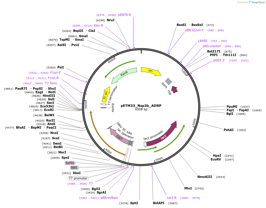 156468-plasmid-map-sequence-id-307738