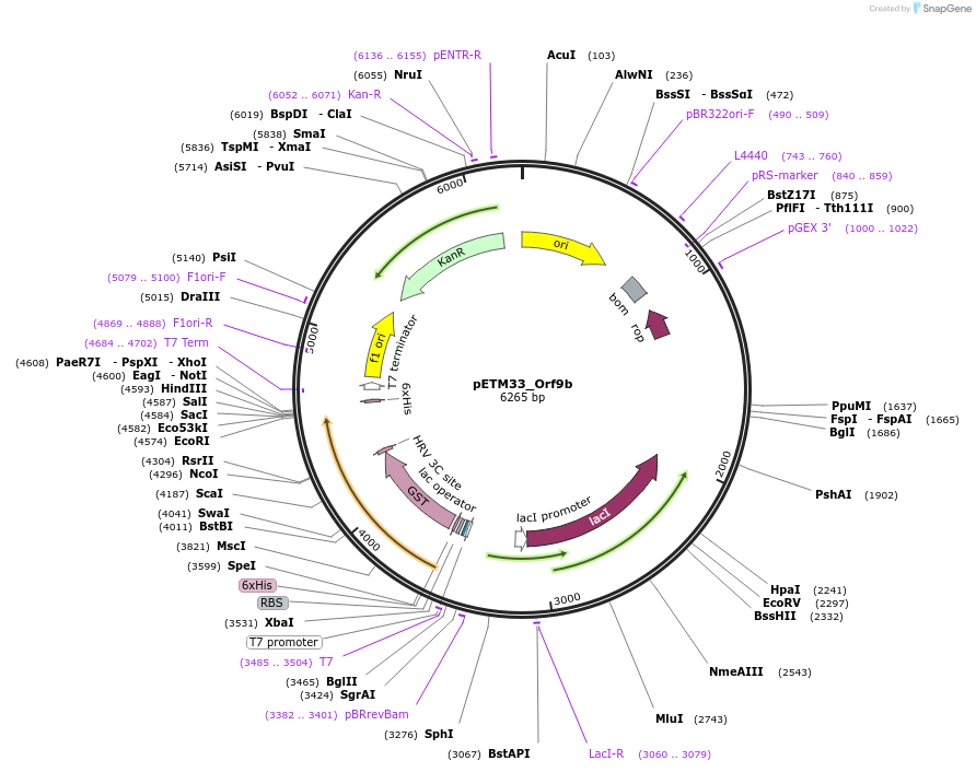 156485-plasmid-map-sequence-id-307739