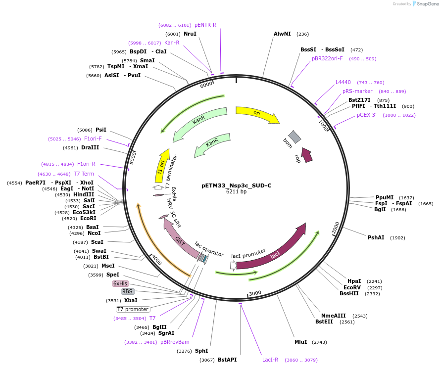 156471-plasmid-map-sequence-id-307740