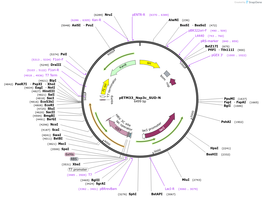 156469-plasmid-map-sequence-id-307741