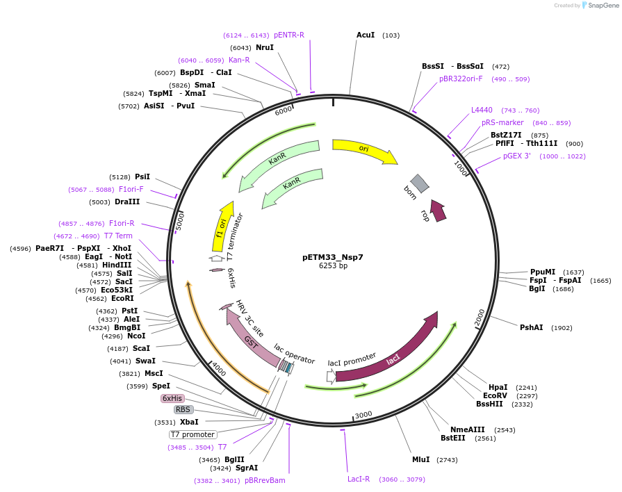 156476-plasmid-map-sequence-id-307742
