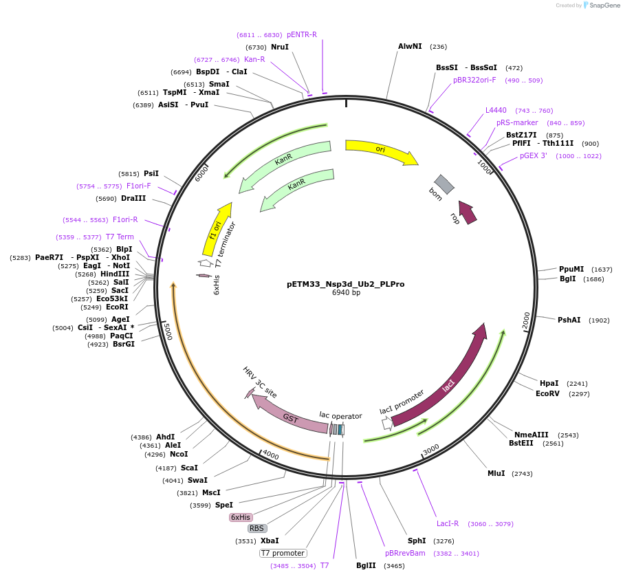 156472-plasmid-map-sequence-id-307744