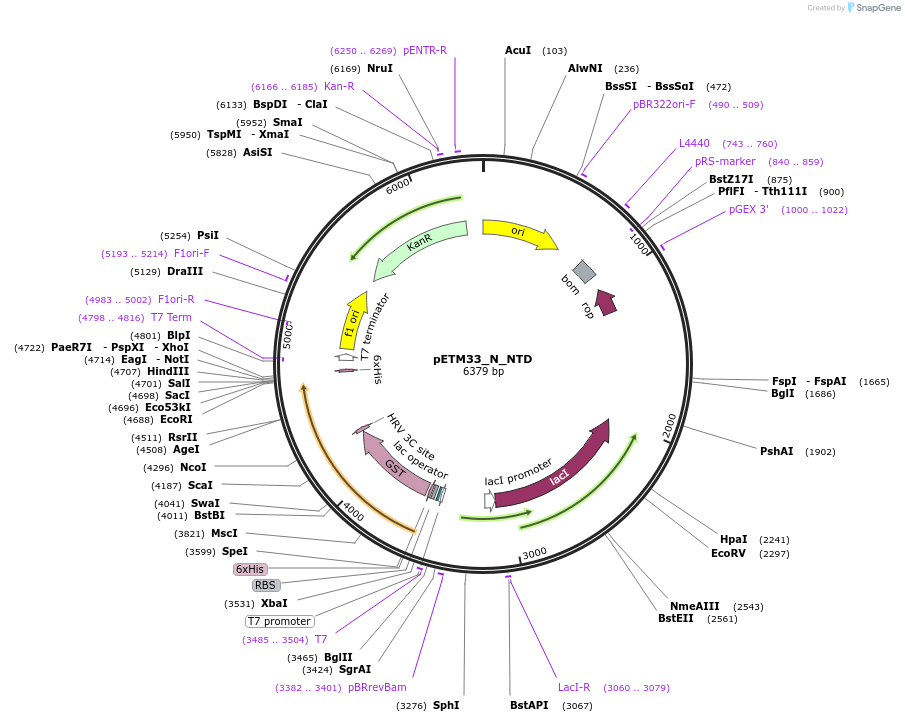 156483-plasmid-map-sequence-id-307745