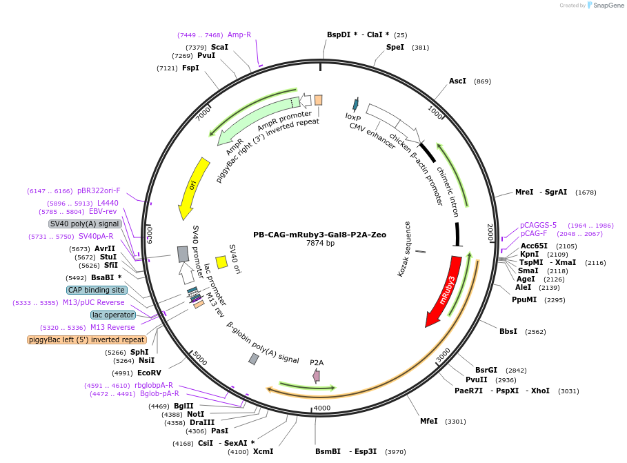 150815-plasmid-map-sequence-id-307799