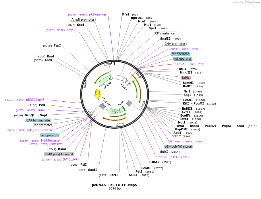 157686-plasmid-map-sequence-id-307823