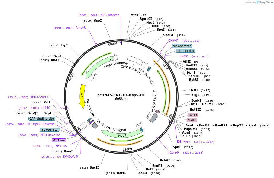 157687-plasmid-map-sequence-id-307824