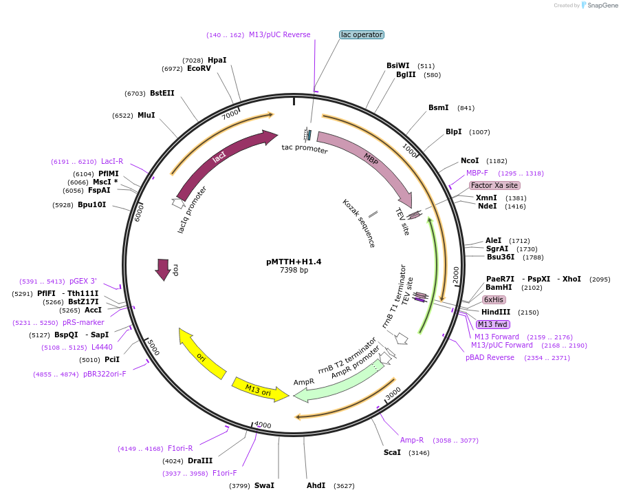 157796-plasmid-map-sequence-id-307839