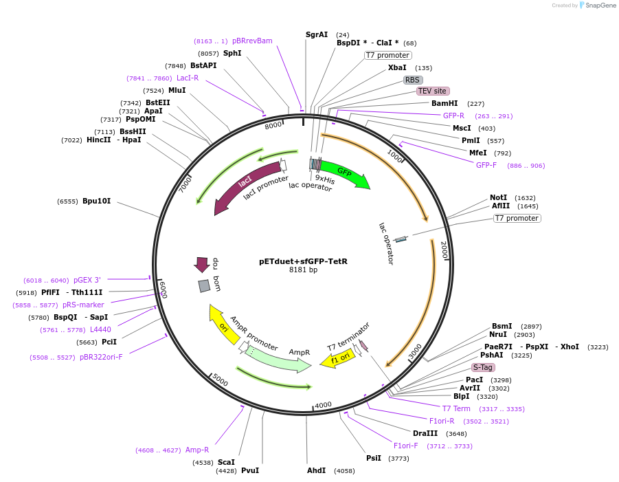 157794-plasmid-map-sequence-id-307840