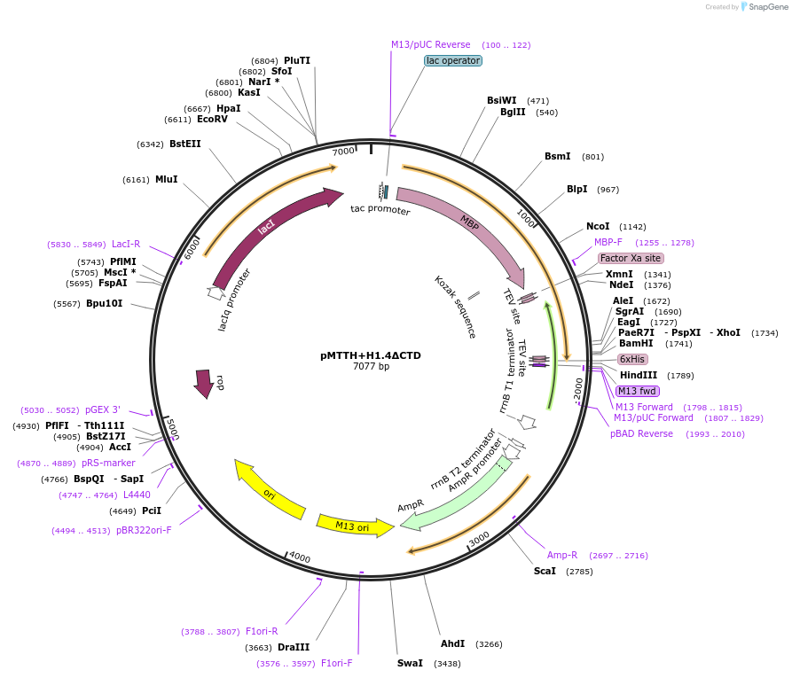 157797-plasmid-map-sequence-id-307841