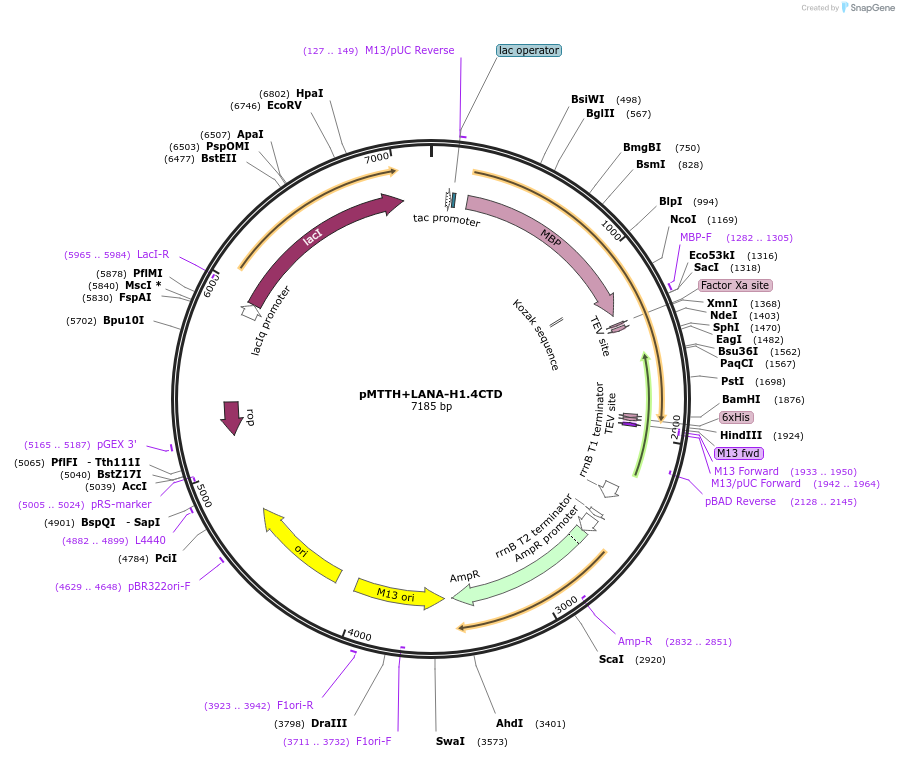 157798-plasmid-map-sequence-id-307843
