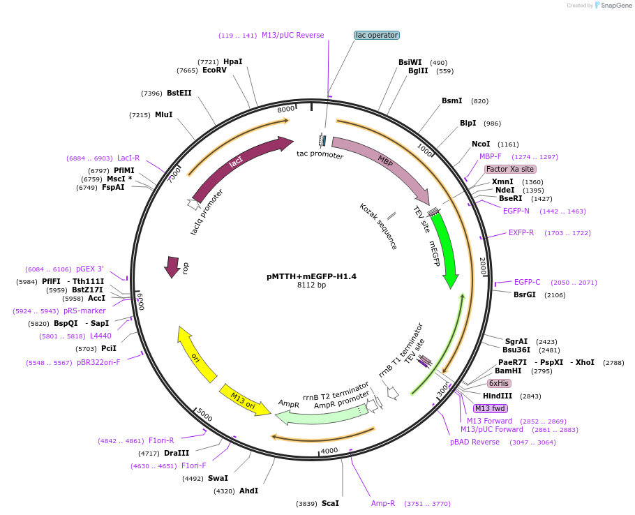 157799-plasmid-map-sequence-id-307844