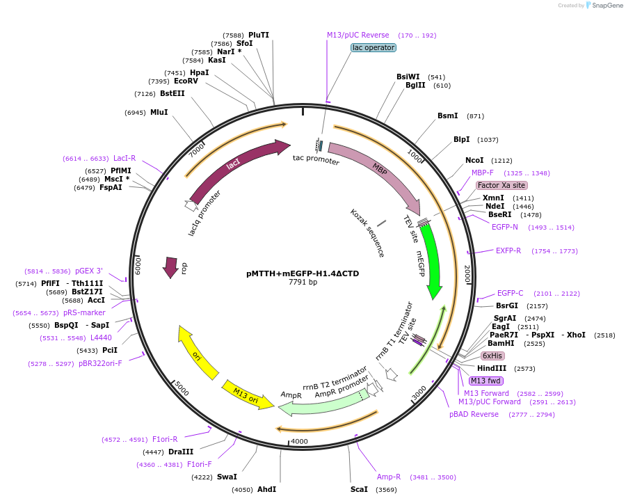 157800-plasmid-map-sequence-id-307846
