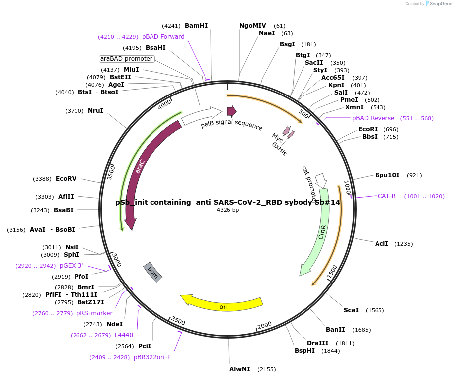 153522-plasmid-map-sequence-id-307847