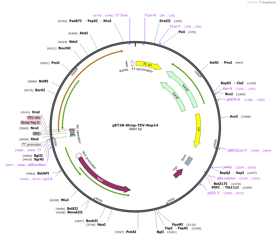 154955-plasmid-map-sequence-id-307850