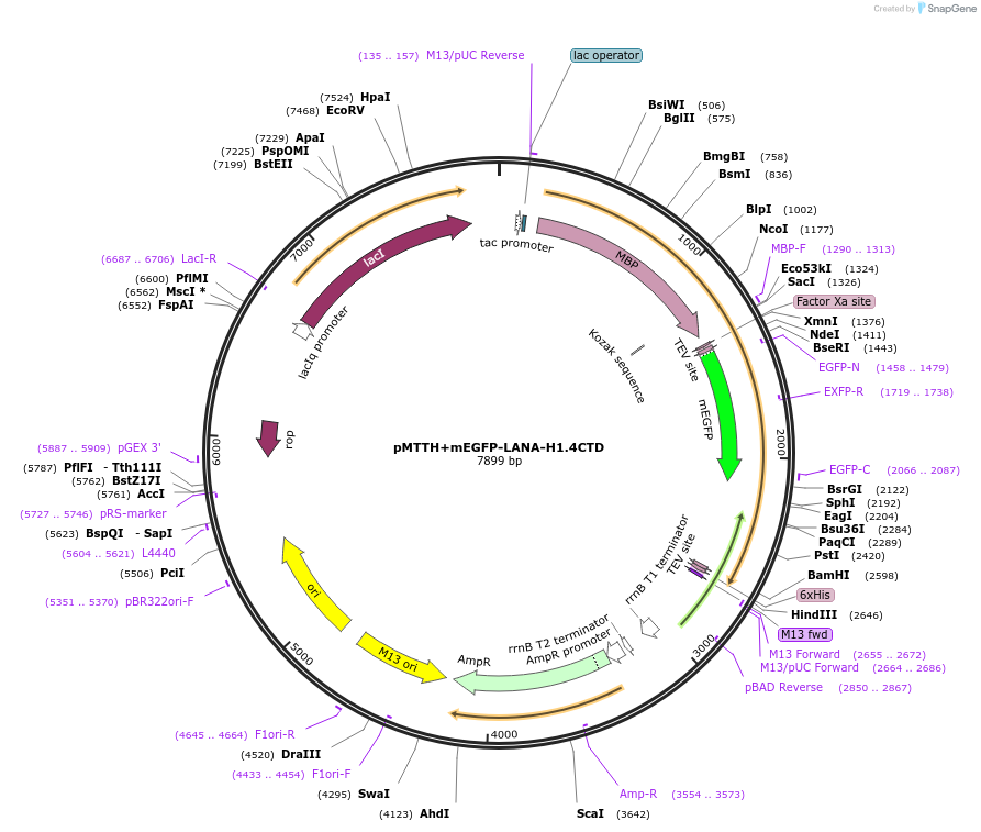 157802-plasmid-map-sequence-id-307851