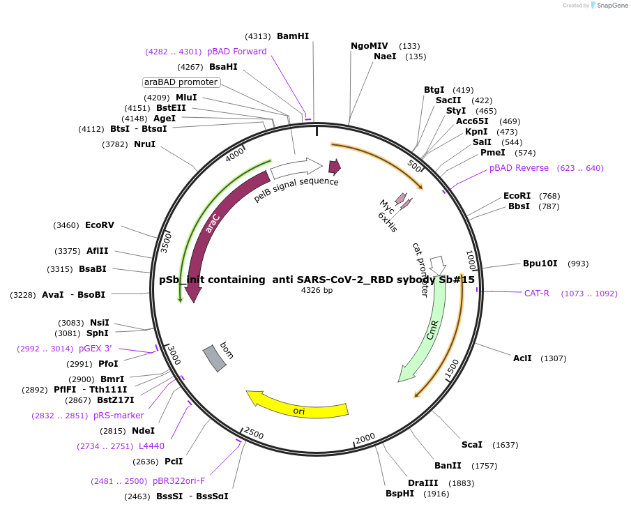 153523-plasmid-map-sequence-id-307853